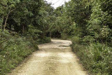 Canlı tropikal bitki örtüsünde gezinen sakin toprak yol keşif ve maceraya davetiye çıkarıyor.