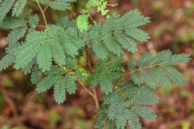 İnce bir dalda büyüyen canlı yeşil yapraklar, tropik bir orman ekosisteminin yemyeşil güzelliğini yakalıyor.