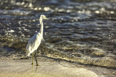 Beyaz kuş sahilde yürüyor, dalgalar yavaşça kıyıya vuruyor, güneş batarken, gökyüzünü altın renklerle boyuyor.
