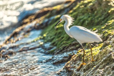 Dalgalı tüyleriyle karlı akbalıkçıl, deniz kıyısındaki kıyı manzarasını incelikle deniz yosunlarıyla kaplı kayalara tünemiş.