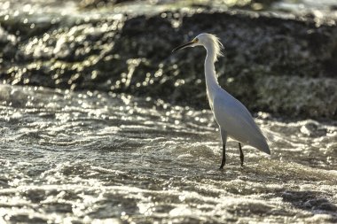 Güneşli sığ sularda yüzen karlı balıkçıl, el değmemiş beyaz tüylerini ve zarif duruşunu sergiliyor.