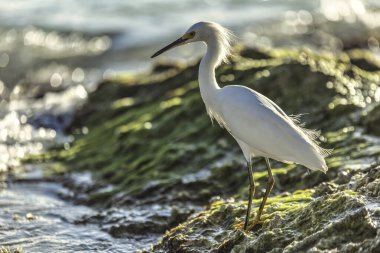 Beyaz kuş deniz kıyısındaki yosunlarla kaplı kayalarda zarif bir şekilde duruyor, ılık güneş ışığı ve ferahlatıcı okyanus meltemiyle ıslanıyor.