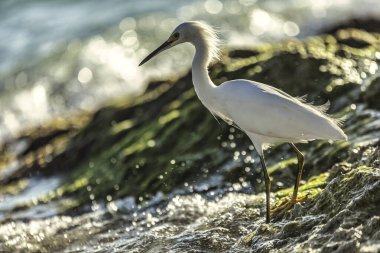 Sarı gagalı beyaz kuş deniz kıyısındaki yosunlarla kaplı kayalarda duruyor, altın saat güneş ışığının tadını çıkarıyor.