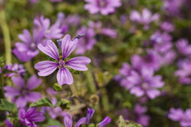 Çiçek tarlasında çiçek açan, güzel, doğal bir arka plan yaratan, sıradan, mor bir çiçek.