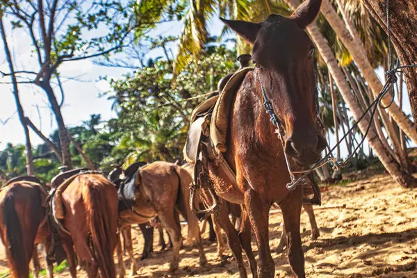 Bir grup eyerli at, kumlu bir sahilde palmiye ağaçlarına bağlanmış turistlerin limon ve Dominik Cumhuriyeti 'nde onlara binmesini bekliyor.