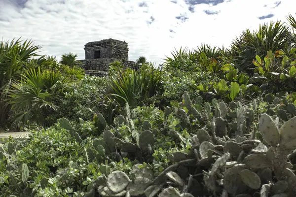 Tulum, Meksika 'daki Maya harabelerinin göz kamaştırıcı manzarası bulutlu bir gökyüzünün altındaki canlı yeşil bitki örtüsü ve kaktüslerin üzerinde yükseliyor.