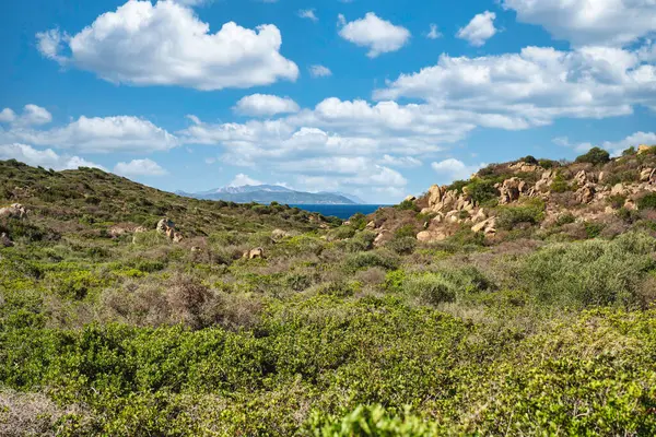 Capo Ferrato 'nun canlı Akdeniz bitki örtüsünü ve kayalık arazisini Tyrhenian Denizi' ni bir anlığına gösteren manzara.