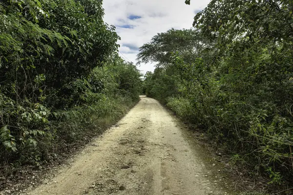 Cueva de chico, Dominik Cumhuriyeti 'ndeki yoğun tropikal bitki örtüsünden geçen toprak yolun manzarası keşif ve maceraya davetiye çıkarıyor.