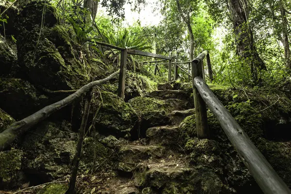 Tahta bir tırabzan rüzgarıyla yükselen taş basamaklar canlı yeşil bir ormanın içinden geçiyor, Cueva de chico, Dominik Cumhuriyeti 'nin kalbinde sakin bir yol oluşturuyor.