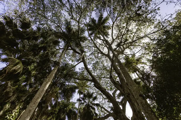 Güneş ışığı yemyeşil ağaçların arasından süzülerek antik Maya şehri Chichen Itza, Meksika 'da sakin bir atmosfer yaratır.