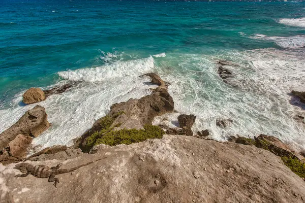 Iguana, Meksika, Isla Mujeres 'in kayalık sahillerinde güneşleniyor. Karayip denizinin canlı turkuaz sularına bakıyor.