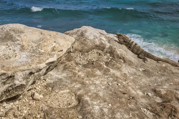 Iguana, Meksika, Isla Mujeres sahilindeki turkuaz okyanusla çevrili güneşli kayalarda güneşlenerek sakin bir manzara yaratıyor.