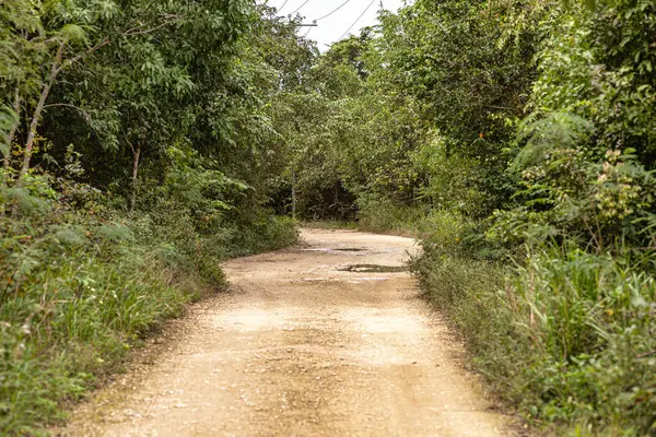 Canlı tropikal bitki örtüsünde gezinen sakin toprak yol keşif ve maceraya davetiye çıkarıyor.