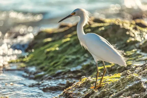 Beyaz kuş deniz kıyısındaki yosunlarla kaplı kayalarda zarif bir şekilde duruyor, ılık güneş ışığı ve ferahlatıcı okyanus meltemiyle ıslanıyor.