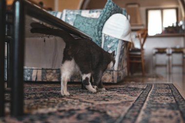 Gri ve beyaz kürklü evcil kedi süslü bir oturma odası halısında yürüyor, evcil hayvan hayatı ve konforunu temsil eden kapalı bir kanepenin etrafını keşfediyor.