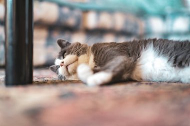 Gri ve beyaz kürklü evcil kedi desenli bir halıya uzanmış, sakin bir evde dinlenme anının keyfini çıkarırken nazik bir ifadeyle yukarı bakıyor.