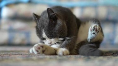 Adorable grey and white domestic cat sitting on a carpet, meticulously grooming itself by licking its paws and leg with great flexibility, showcasing natural feline behavior and hygiene