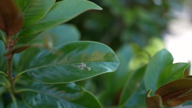 Lush green leaves of a southern magnolia tree moving in a gentle breeze on a sunny day. The glossy foliage and new brown buds create a beautiful natural background with a soft, out-of-focus bokeh