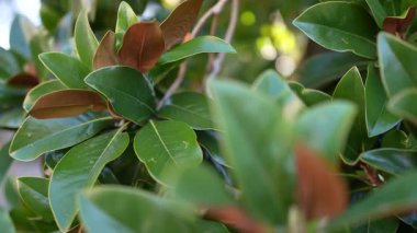 Glossy green and brown leaves of a southern magnolia tree moving gently in a soft breeze with a shallow depth of field, creating a peaceful and natural background with beautiful bokeh