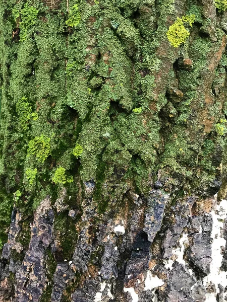 Mech Kůře Stromu — Stock fotografie