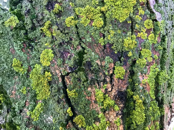 Zelený Mech Stromě — Stock fotografie