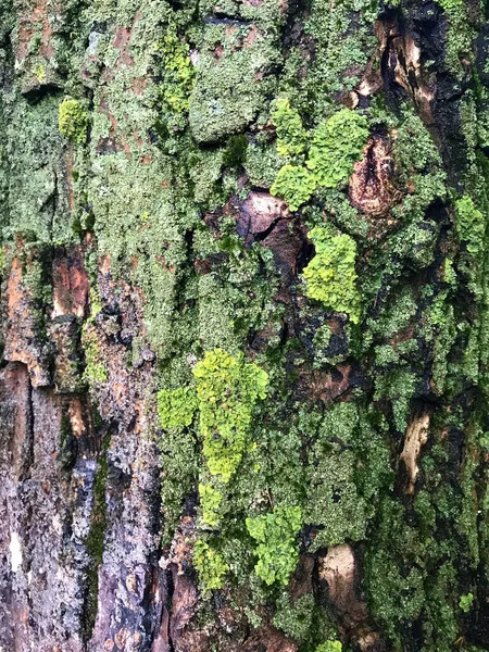 Musgo Textura Casca Árvore — Fotografia de Stock