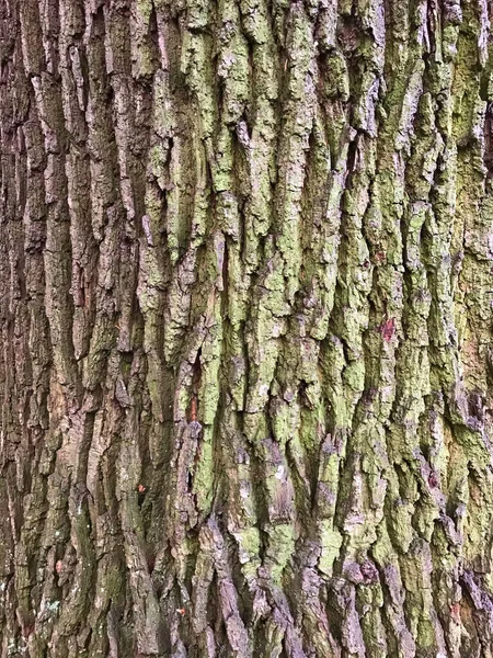 木の風合い — ストック写真