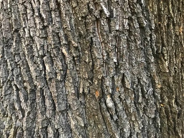 Textura Árvore Padrão Natural — Fotografia de Stock
