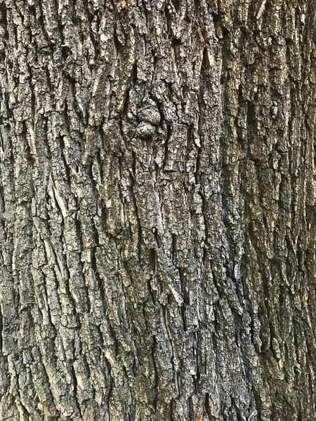 Textura Stromové Kůry Pozadí Hnědé Dřevo Textura — Stock fotografie