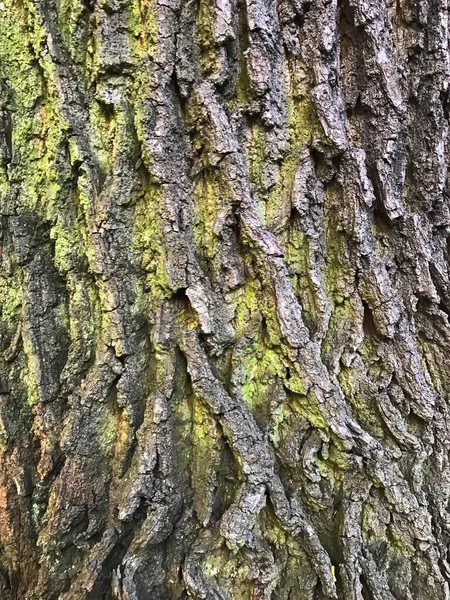 Texture Tree Bark Natural Background — Fotografia de Stock