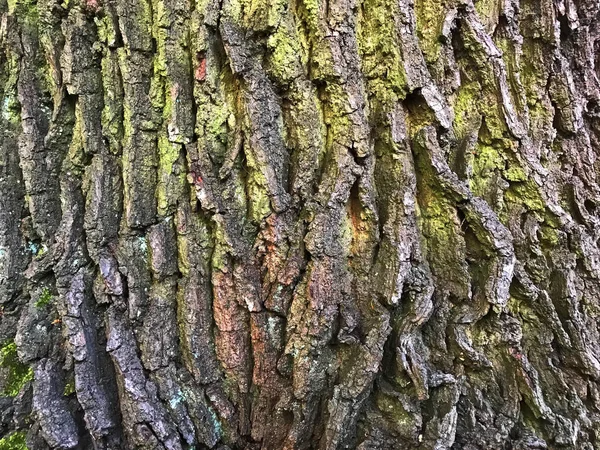 Kůra Textura Pozadí Strom Kůra Kůra Textura Stromů Zblízka Kůra — Stock fotografie