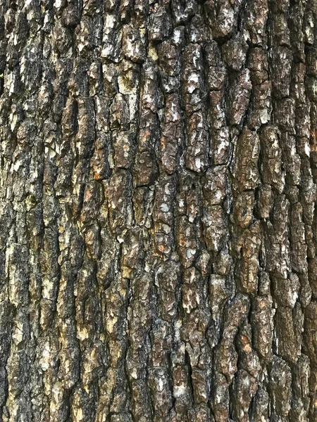 Кора Дерева — стоковое фото