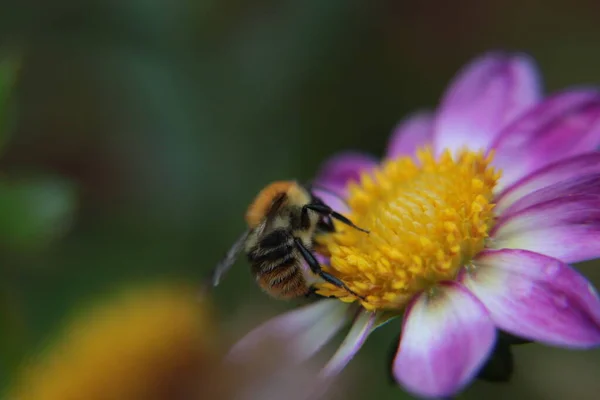 Včela Květině — Stock fotografie
