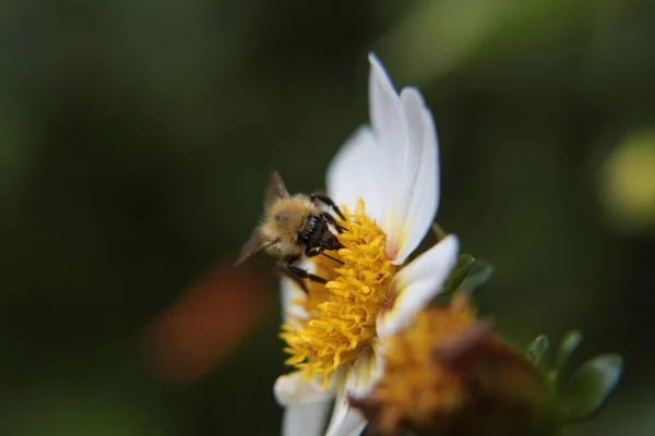 Çiçekteki Arı — Stok fotoğraf