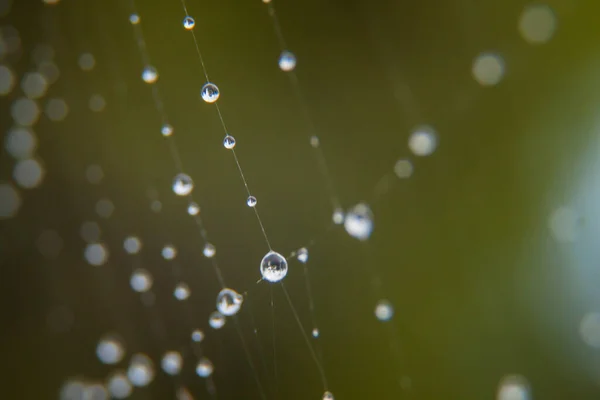 Spider Web Dew Drops Window — Stock Photo, Image