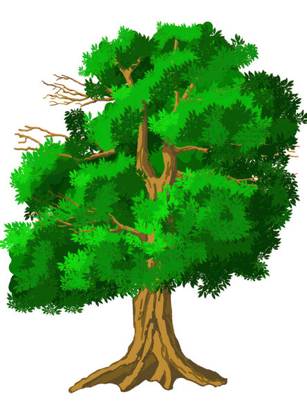 Летнее зеленое дерево в мультяшном стиле на прозрачном фоне и нарисованные векторные иллюстрации, редактируемый шаблон для творческих работ
