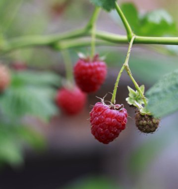 Olgun ahududu meyvesi dalda, yaprakları bulanık arka planda