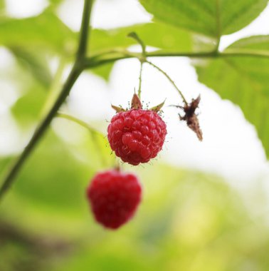 Olgun ahududu meyvesi dalda, yaprakları bulanık arka planda