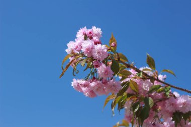  Tüylü, pembe, çifte kiraz çiçekleri bulutsuz, parlak mavi gökyüzüne karşı çiçek açar..