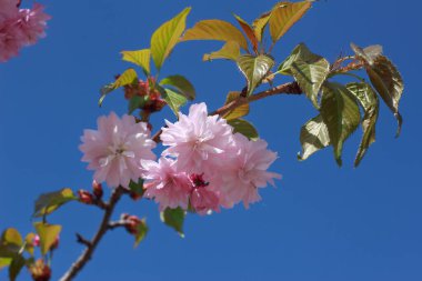  Tüylü, pembe, çifte kiraz çiçekleri bulutsuz, parlak mavi gökyüzüne karşı çiçek açar..