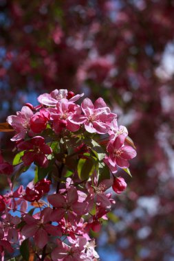 Malus elma ağacının narin pembe çiçekleri, mavi gökyüzüne karşı bahar güneşi tarafından aydınlatılan bir dalda çiçek açar..