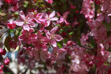 Malus elma ağacının narin pembe çiçekleri, mavi gökyüzüne karşı bahar güneşi tarafından aydınlatılan bir dalda çiçek açar..