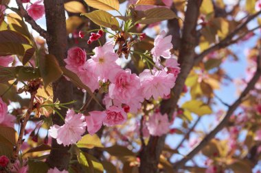 Güzel, çifte pembe kiraz çiçekleri güneşli bir bahar gününde açar..