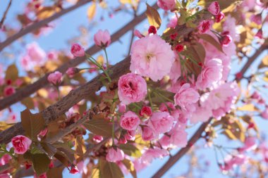 Güzel, çifte pembe kiraz çiçekleri güneşli bir bahar gününde açar..