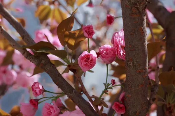 Güzel, çifte pembe kiraz çiçekleri güneşli bir bahar gününde açar..