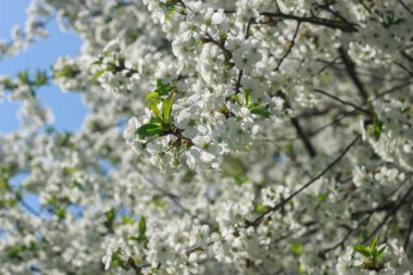  Hassas beyaz kiraz çiçekleri bir ağacın dallarını kaplar, arka planda görünen yumuşak mavi gökyüzü ile güzel tezat oluşturur..