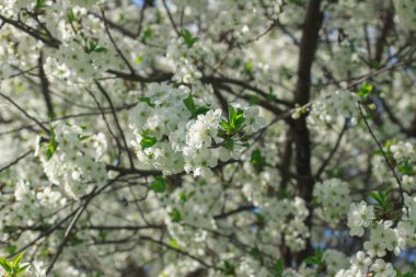  Hassas beyaz kiraz çiçekleri bir ağacın dallarını kaplar, arka planda görünen yumuşak mavi gökyüzü ile güzel tezat oluşturur..