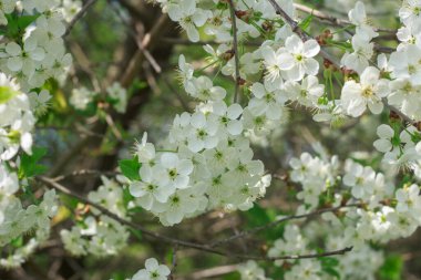  Hassas beyaz kiraz çiçekleri bir ağacın dallarını kaplar, arka planda görünen yumuşak mavi gökyüzü ile güzel tezat oluşturur..