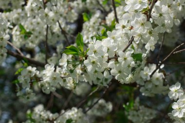  Hassas beyaz kiraz çiçekleri bir ağacın dallarını kaplar, arka planda görünen yumuşak mavi gökyüzü ile güzel tezat oluşturur..