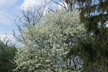  Hassas beyaz kiraz çiçekleri bir ağacın dallarını kaplar, arka planda görünen yumuşak mavi gökyüzü ile güzel tezat oluşturur..